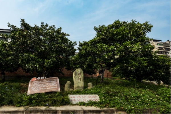 奉節(jié)臍橙母樹。奉節(jié)縣融媒體中心供圖