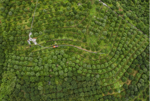 奉節(jié)臍橙。奉節(jié)縣融媒體中心供圖