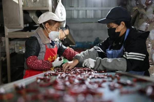 村民正在辣椒加工車間內(nèi)勞動。儲瀟攝