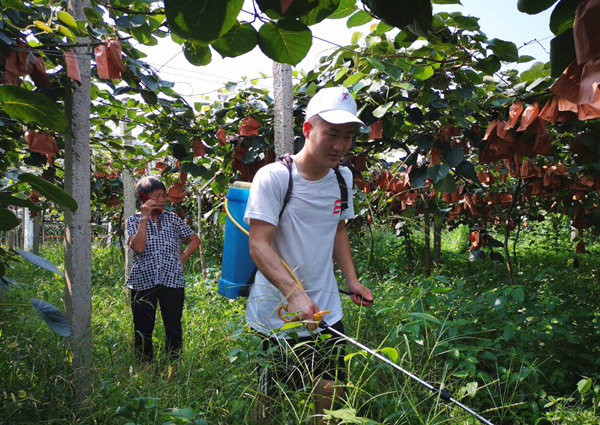 學生深入黃瓜山梨園參與種植戶除草護園實踐活動。重慶文理學院供圖