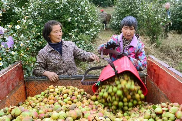 油茶喜獲豐收。魯詩勤 攝