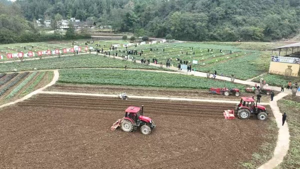 彭水紅薯示范基地。主辦方供圖