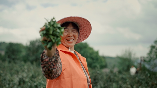 村民采摘茶葉的喜悅。受訪者供圖