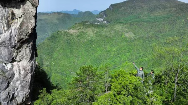 工作人員查看崖柏生長(zhǎng)情況。開(kāi)州區(qū)生態(tài)環(huán)境局供圖