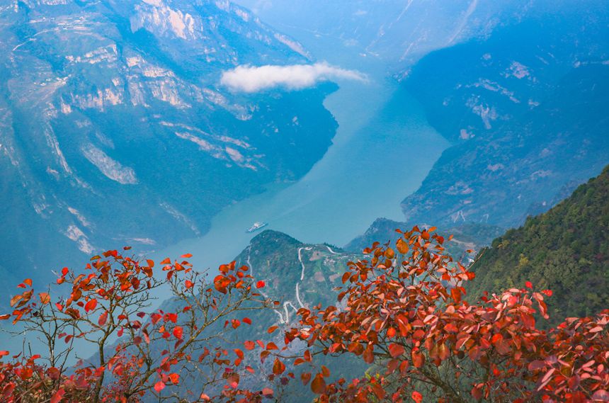11月4日，巫山縣長江巫峽兩岸層林盡染，紅葉似火，船只航行其間，如在畫中。通訊員 馮光倫 攝