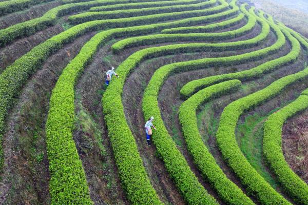 萬盛茶葉基地。萬盛經(jīng)開區(qū)農(nóng)村農(nóng)業(yè)局供圖