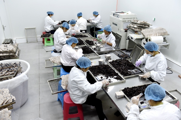 三圣鎮(zhèn)中藥材（黃精）中試孵化基地，工人們正在對(duì)黃精果脯裝袋稱重?；魠螖z