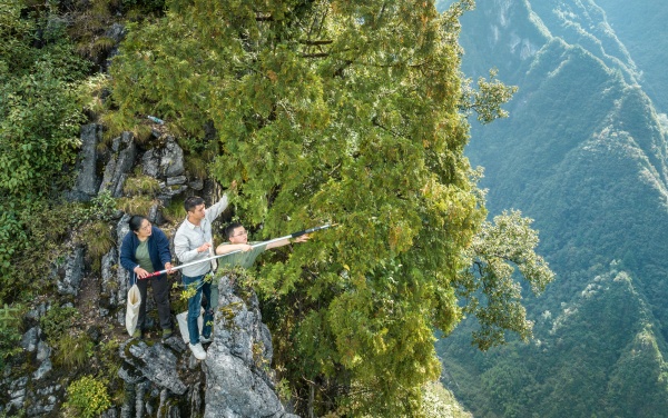 工作人員正在懸崖絕壁上采摘野生崖柏果實(shí)。開(kāi)州區(qū)融媒體中心供圖
