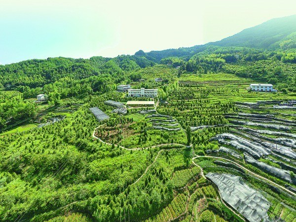重慶雪寶山國(guó)家級(jí)自然保護(hù)區(qū)崖柏繁育科研基地。開(kāi)州區(qū)融媒體中心供圖
