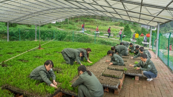 崖柏繁育科研基地，科研人員正在溫室大棚扦插崖柏。開(kāi)州區(qū)融媒體中心供圖