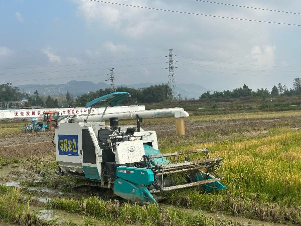 稻田里，機(jī)械正忙。黃亞輝攝