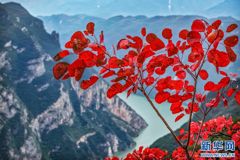 初冬時(shí)節(jié)，巫峽兩岸紅葉次第綻放。山水與紅葉相映，構(gòu)成三峽獨(dú)有的秋日盛景。新華網(wǎng)發(fā)（王正坤 攝）