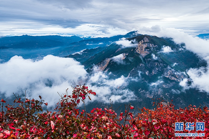 秋風(fēng)拂過(guò)，紅葉搖曳，盡顯三峽秋冬的熱烈與詩(shī)意。新華網(wǎng)發(fā)（王思政 攝）