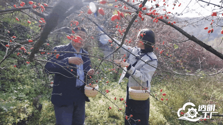節(jié)目組嘉賓在茱萸林采摘山茱萸。