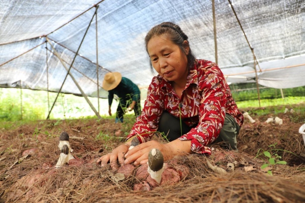 竹蓀采摘。桑坪鎮(zhèn)供圖