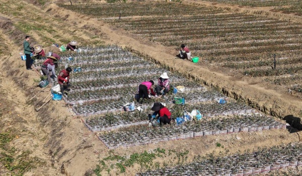 工人們對油茶苗進行換杯。黃瑜瑞攝