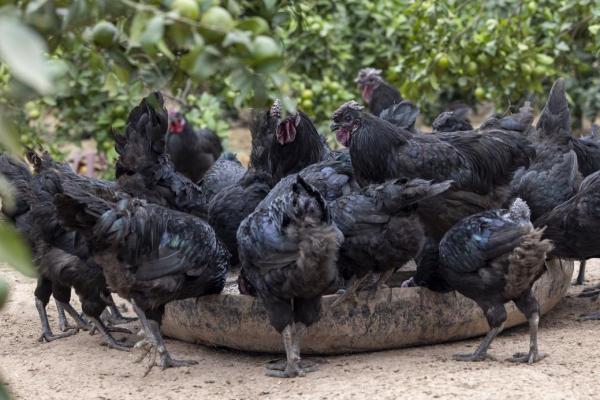 姜家黑雞。主辦方供圖