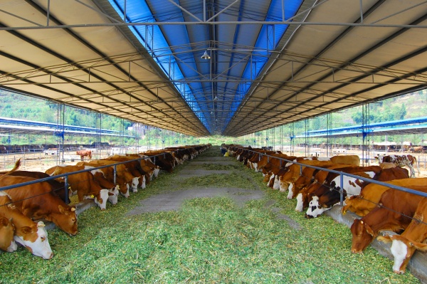 高家鎮(zhèn)肉牛共富農(nóng)場。豐都縣委宣傳部供圖