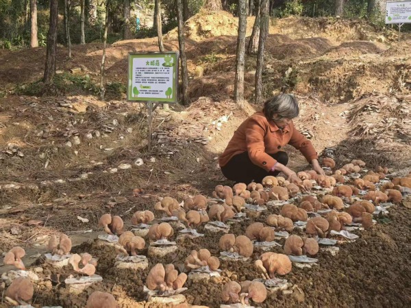 林下經(jīng)濟(jì)惠及鄉(xiāng)鄰。徐雯瑄攝