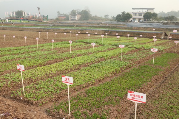 重慶綦卓生態(tài)農(nóng)業(yè)科創(chuàng)園。綦江區(qū)委宣傳部供圖