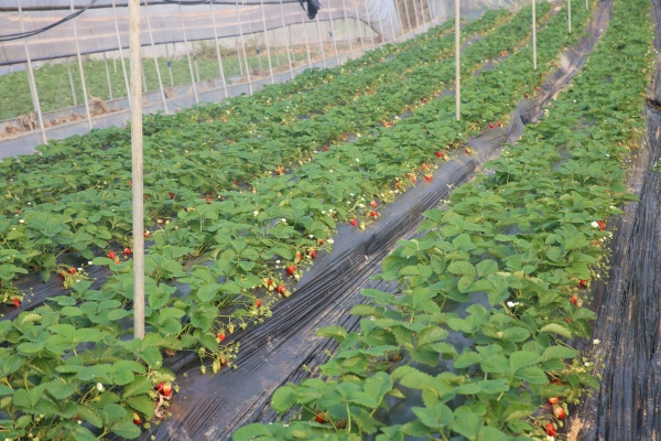 果園內(nèi)草莓散發(fā)著陣陣甜香。張夢寒?dāng)z