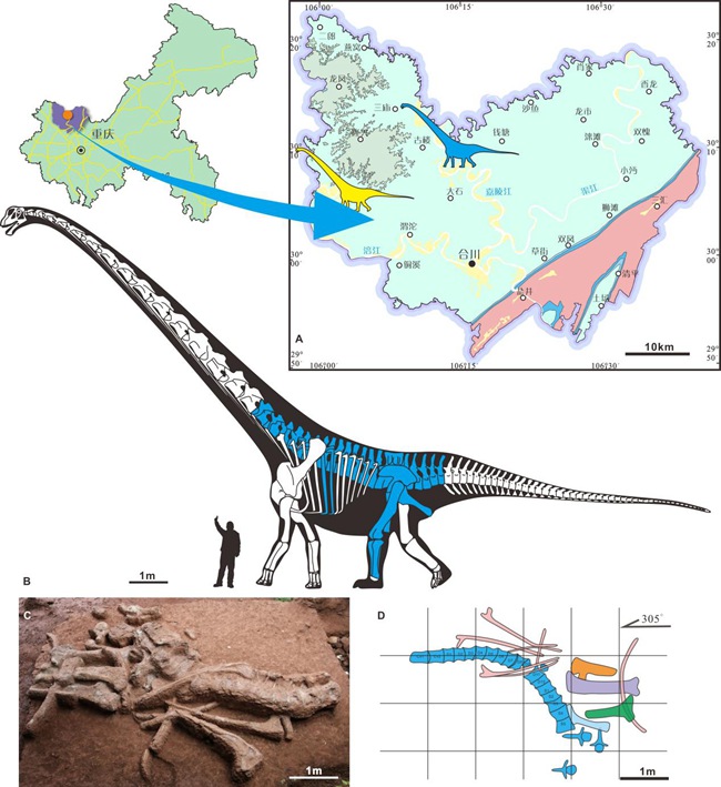 化石發(fā)現(xiàn)點地質(zhì)簡圖與保存材料及骨骼復原圖 （骨骼復原圖中藍色部分為保存的化石）。重慶市規(guī)劃和自然資源局供圖