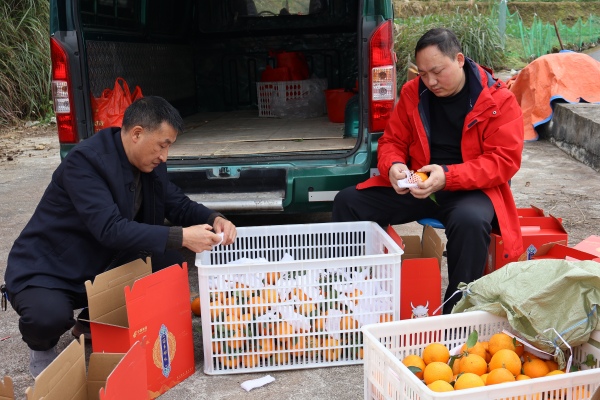 工作人員對(duì)愛媛進(jìn)行套袋處理。冉立攝