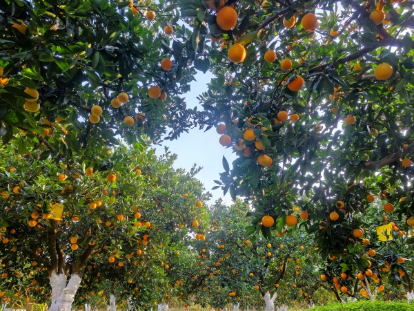 奉節(jié)臍橙正豐收。奉節(jié)縣融媒體中心供圖