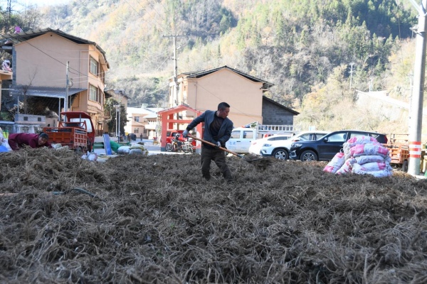 藥商將收購的獨活拆散平鋪晾曬。（李官芮）